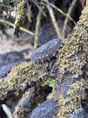 Onchidella steindachneri