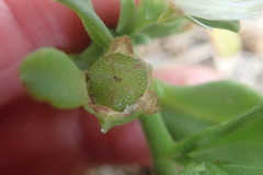 Mesembryanthemum aitonis