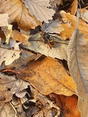 Vespa velutina nigrithorax