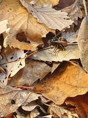 Vespa velutina nigrithorax