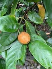 Posoqueria latifolia