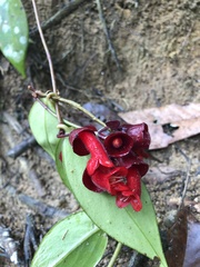 Aeschynanthus