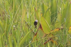 Arundinicola leucocephala