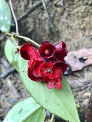 Aeschynanthus