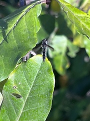Pelecinobaccha costata