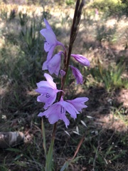 Watsonia marginata