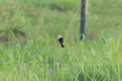 Arundinicola leucocephala