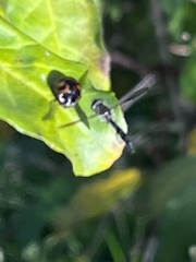 Pelecinobaccha costata