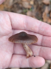 Cortinarius croceus