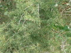 Asparagus aethiopicus
