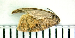 Acleris stadiana