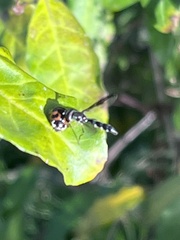 Pelecinobaccha costata