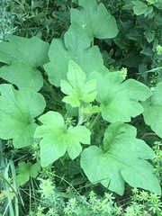 Cucurbita maxima maxima