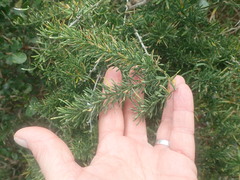 Asparagus aethiopicus