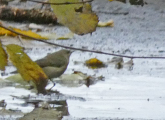 Phylloscopus collybita