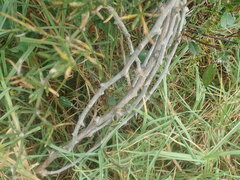 Asparagus aethiopicus