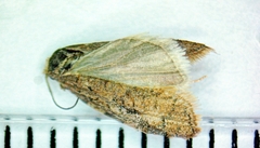 Acleris stadiana