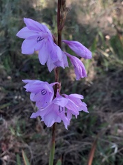 Watsonia marginata
