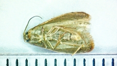 Acleris stadiana