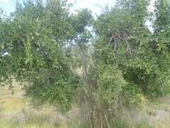 Gymnosporia buxifolia