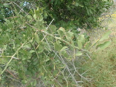 Gymnosporia buxifolia