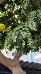 Paubrasilia echinata