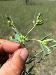 Euphorbia chamaesula