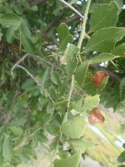 Gymnosporia buxifolia