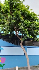 Paubrasilia echinata