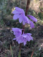 Watsonia marginata