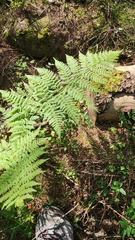 Dryopteris dilatata