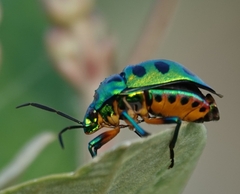 Chrysocoris stollii