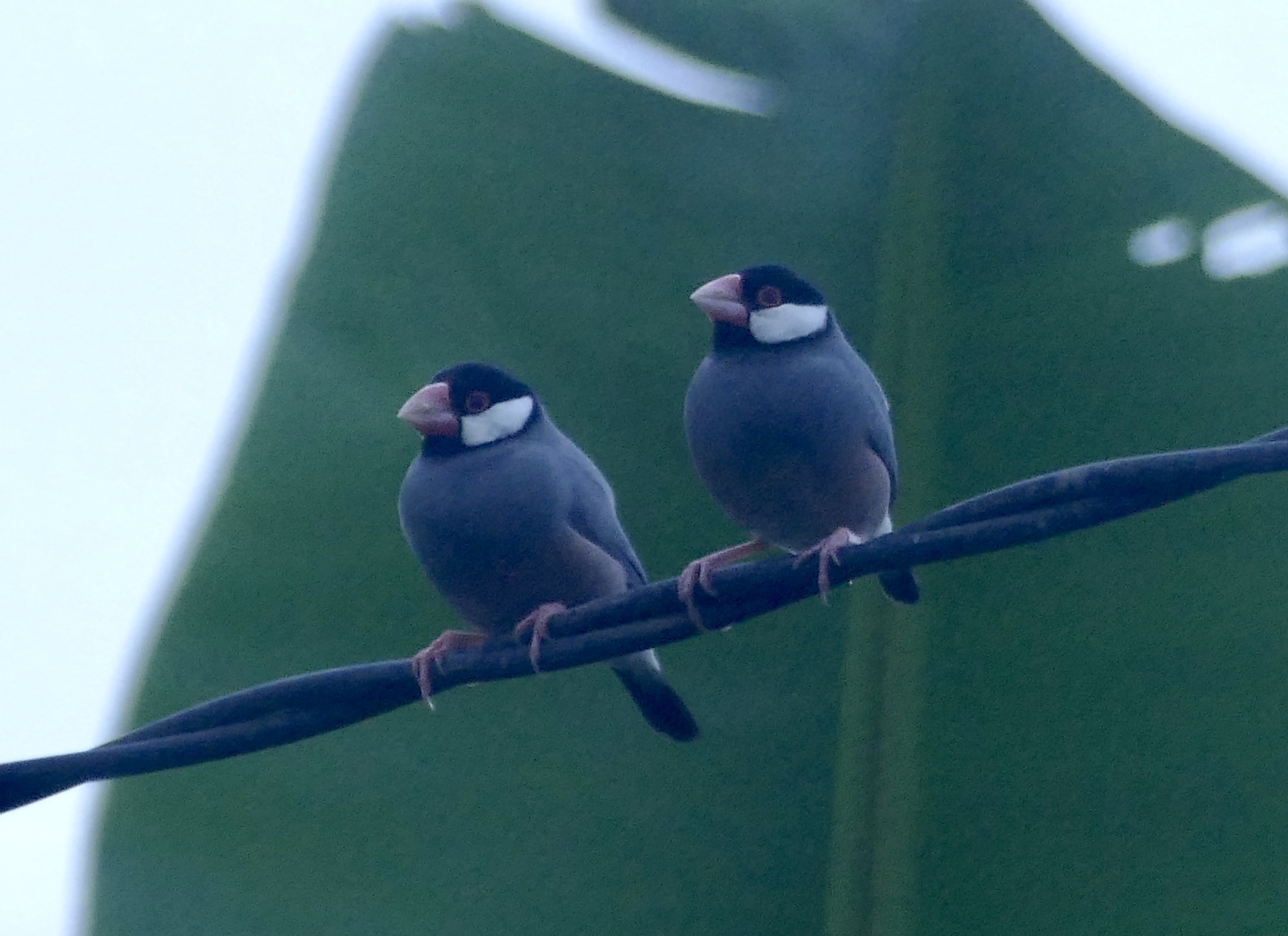 Java Sparrow