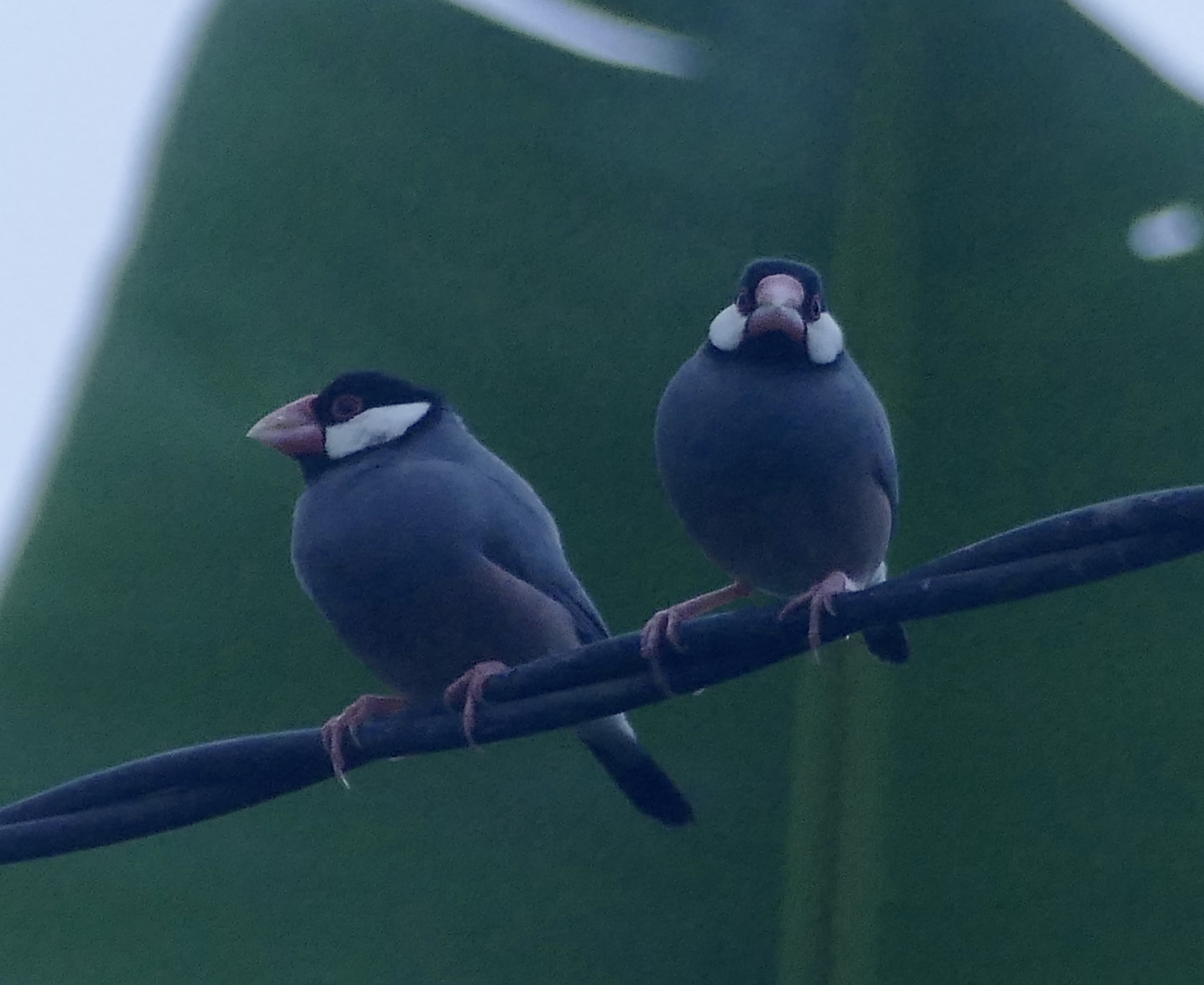 Java Sparrow