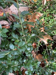 Ilex crenata