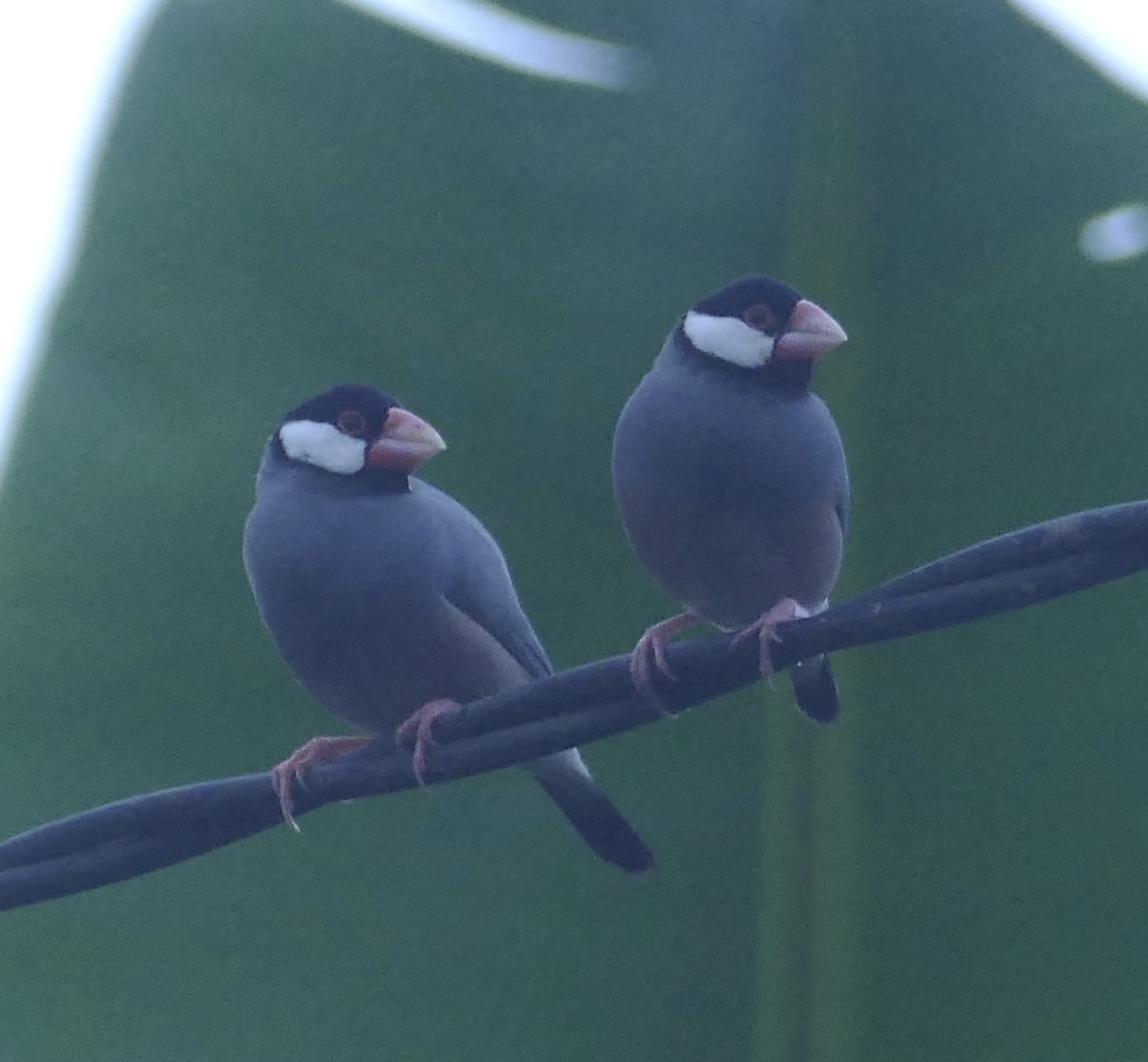 Java Sparrow