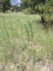 Euphorbia chamaesula