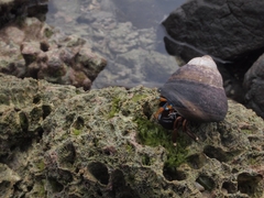 Calcinus laevimanus