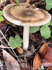 Amanita pachycolea