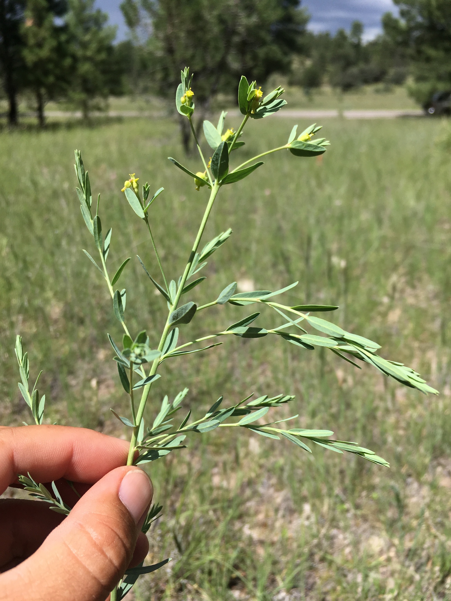 Euphorbia chamaesula