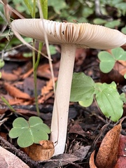 Amanita pachycolea