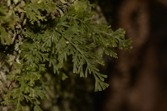 Hymenophyllaceae