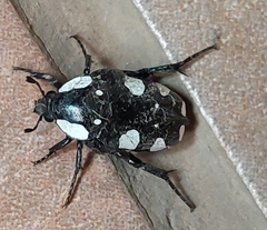 Mausoleopsis amabilis