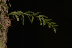 Tmesipteris truncata