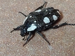 Mausoleopsis amabilis