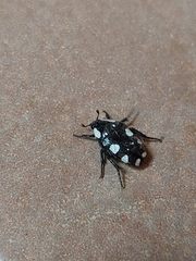 Mausoleopsis amabilis