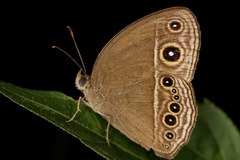 Mycalesis perseoides