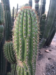 Trichocereus spachianus