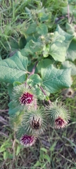 Arctium lappa