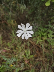 Silene undulata